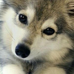 Meet your Posher, Collin