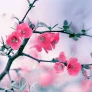 Meet your Posher, Aaliyah