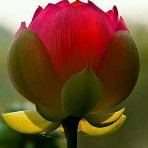 Meet your Posher, Trixie