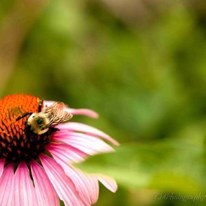 Meet your Posher, Casie