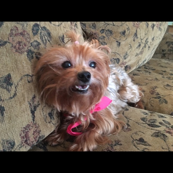 Meet your Posher, Reid - Picture 1 of 1