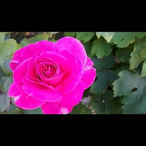 Meet your Posher, Marya