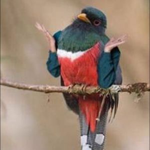 Meet your Posher, Adriana