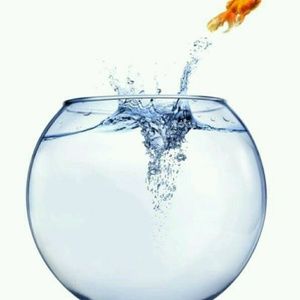 Meet your Posher, Curtis