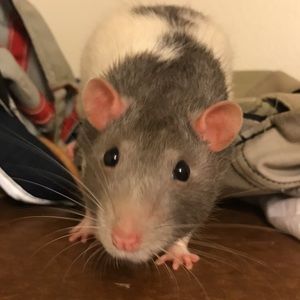 Meet your Posher, Holly