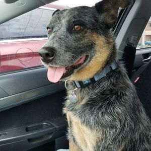 Meet Finley :) Bundle Sale