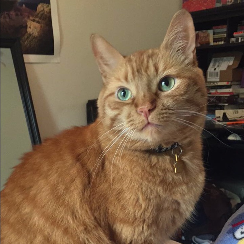 Meet your Posher, Lauren