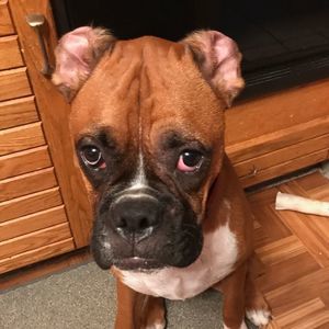 Meet your Posher, George honey