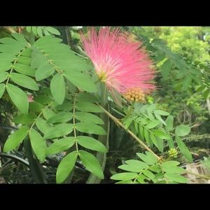 Meet your Posher, Ginny