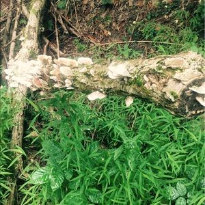 Meet your Posher, Dulce