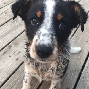 Meet your Posher, Mackenzie