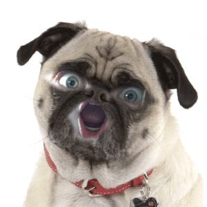 Meet your Posher, Donna