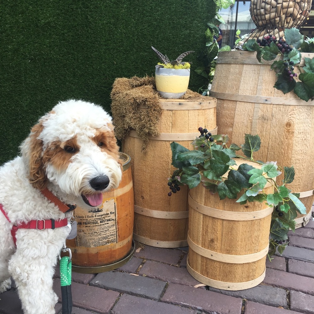 Meet your Posher, Rebeccca