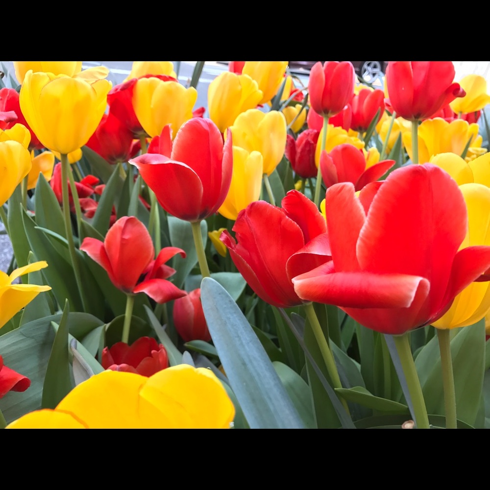 Meet your Posher, Michelle