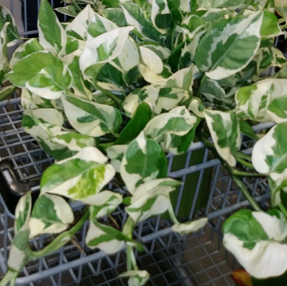 Meet your Posher, Anita