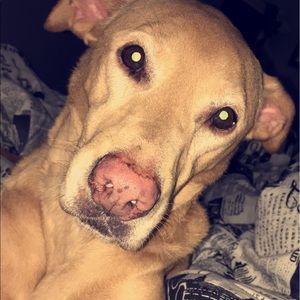 Meet your Posher, Nicholas