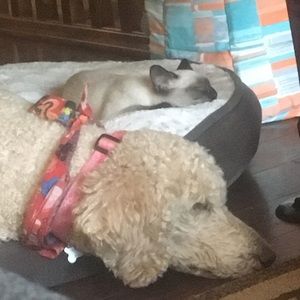 Meet your Posher, Holly