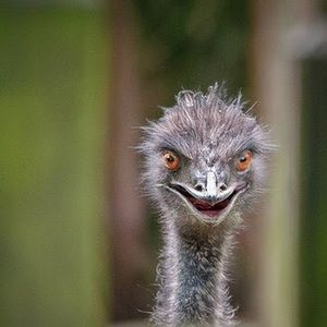 Meet your Posher, Cara