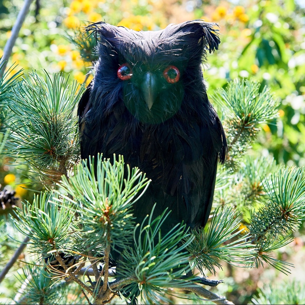 Owl Prop / Scarecrow