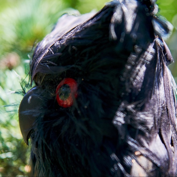 Owl Prop / Scarecrow - Picture 2 of 2