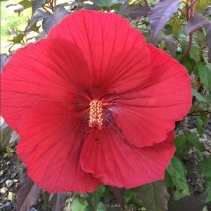 Meet your Posher, Janet