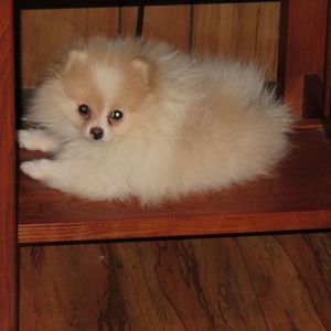 Meet your Posher, Debbi