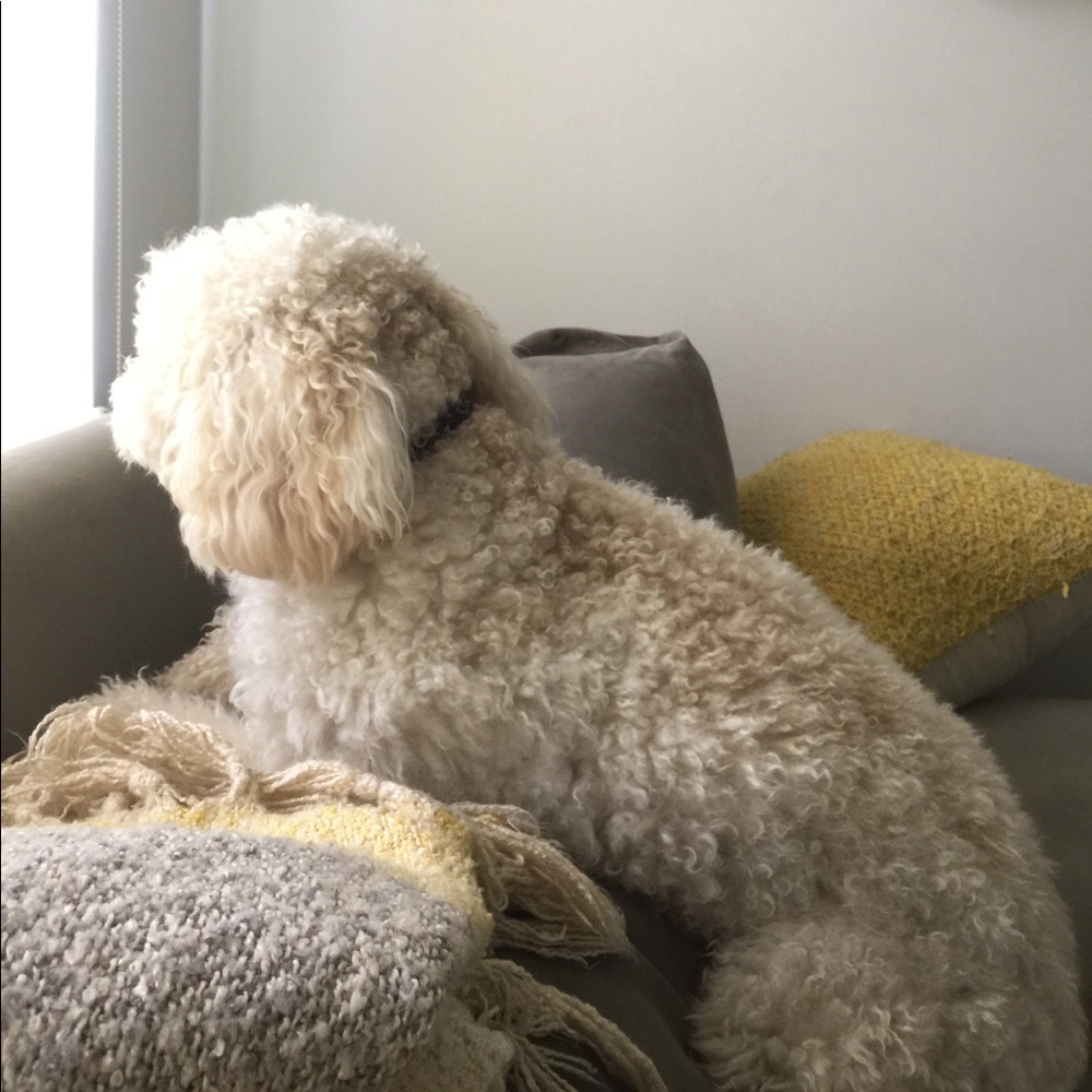 Meet your Posher, Rachel