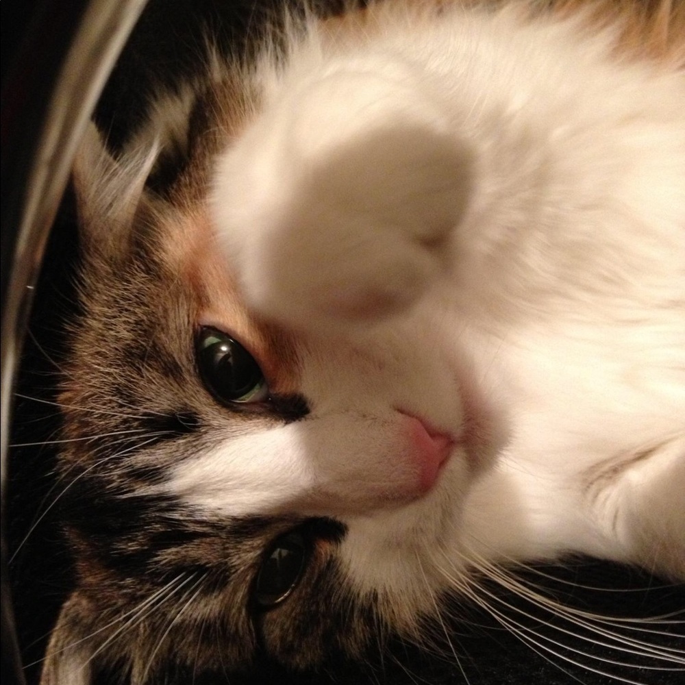 Meet your Posher, Shicat