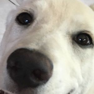 Meet your Posher, Bob