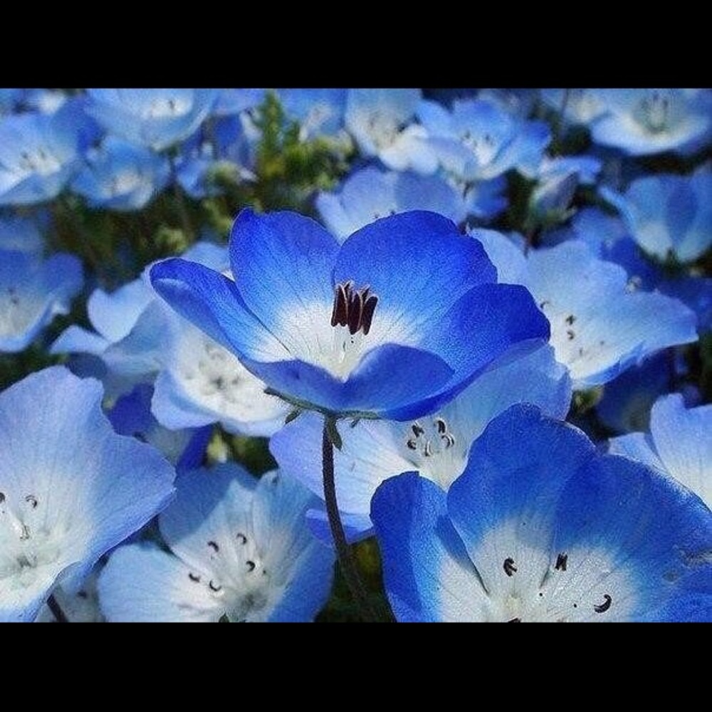 Meet your Posher, Iryna