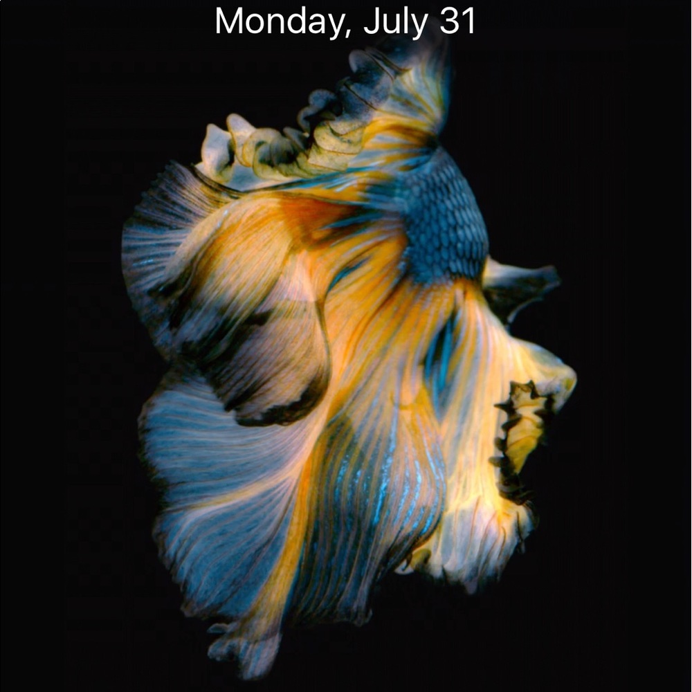 Meet your Posher, Jojo