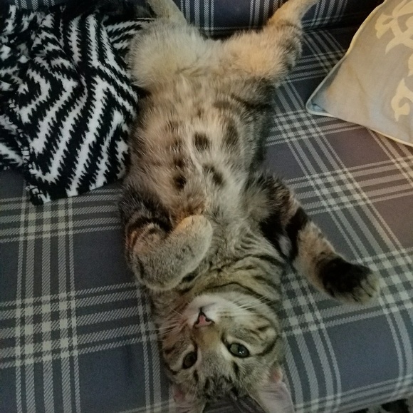 Meet your Posher, libby - Picture 4 of 4