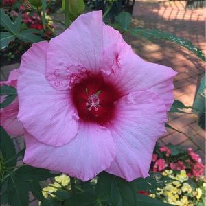 Meet your Posher, Shirley