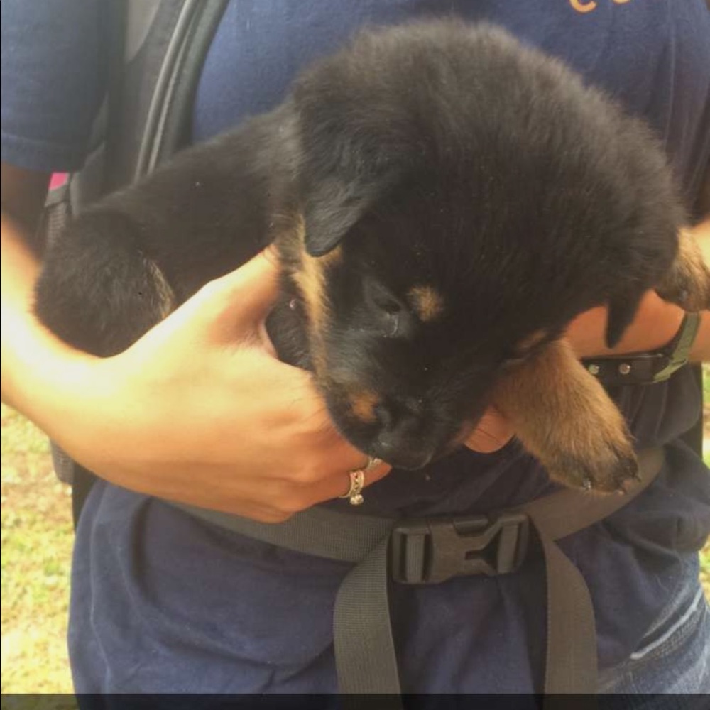 Meet your Posher, Edi