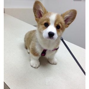 Meet your Posher, Chelsea