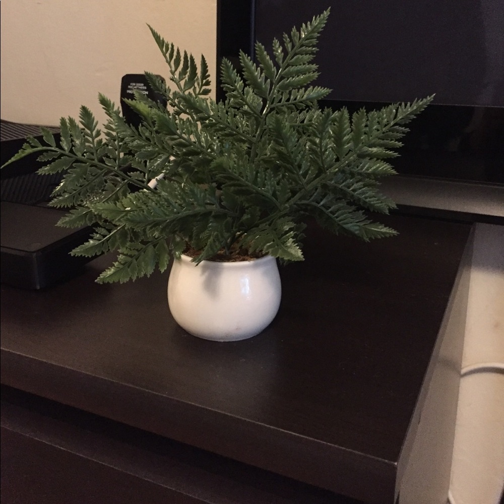 Mini plant