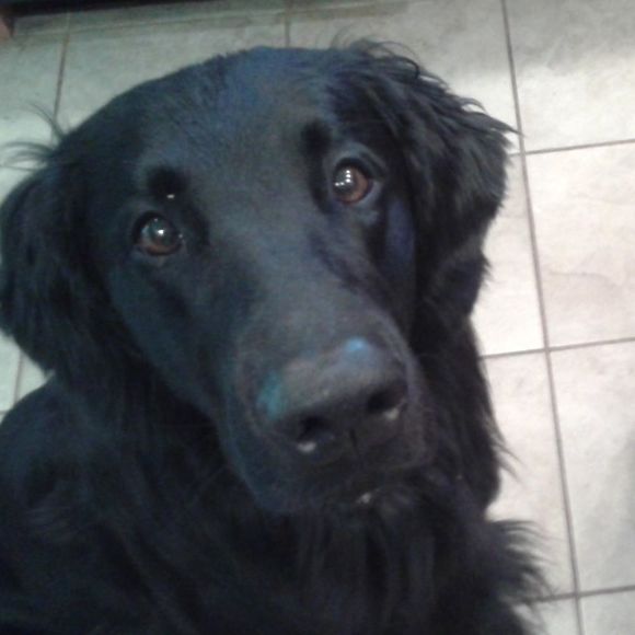 Meet your Posher, Hope - Picture 1 of 1