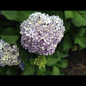 Meet your Posher, Cynthia