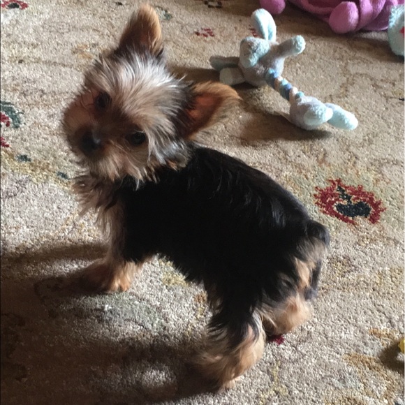 Meet your Posher, Jennifer - Picture 1 of 1