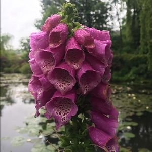 Meet your Posher, Ellen