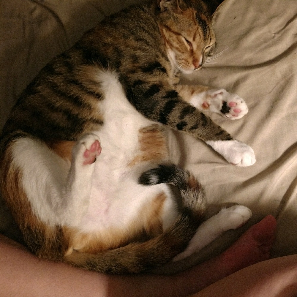 Meet your Posher, Amanda