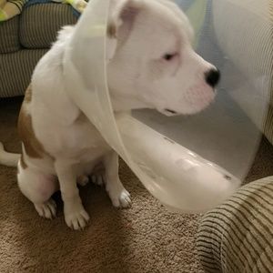 Meet your Posher, Destiny