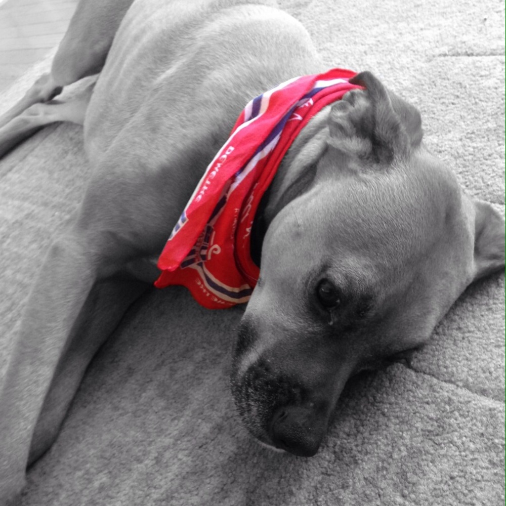 Meet your Posher, Fawn