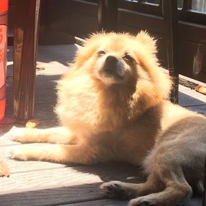 Meet your Posher, Tracy