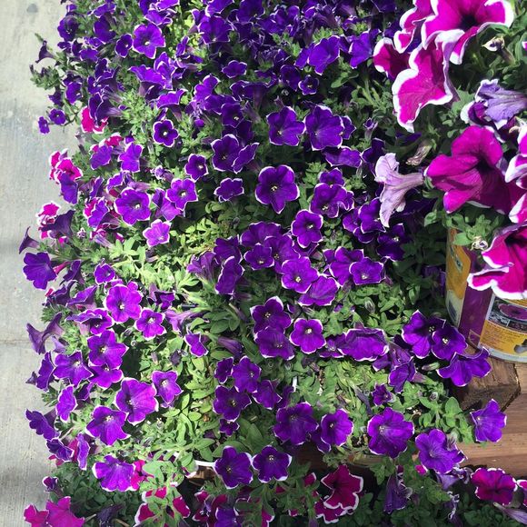 Meet your Posher, Maya - Picture 1 of 1