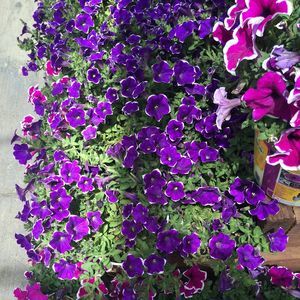 Meet your Posher, Maya