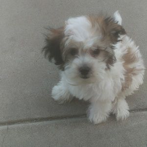 Meet your Posher, Joseph