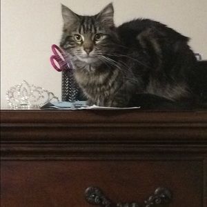 Meet your Posher, Hailey