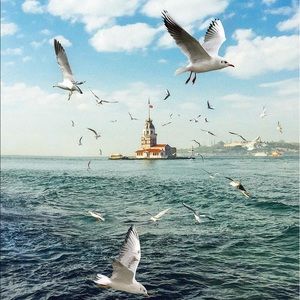 Meet your Posher, Adam osman