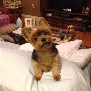 Meet your Posher, Donna